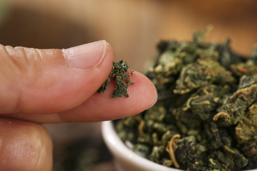 【日本】伊藤園、国内初の飼料作物への茶殻堆肥活用。宮崎県農協果汁とビッグファーム協働 3