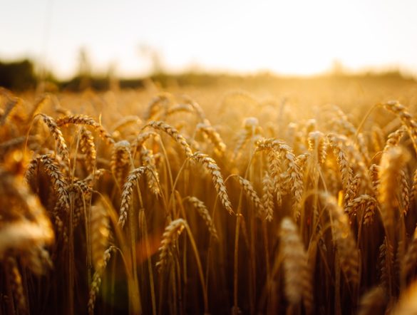 【国際】FAO土地・水資源白書2025、農業がますます持続不可能な状況に。農法転換の必要性強調