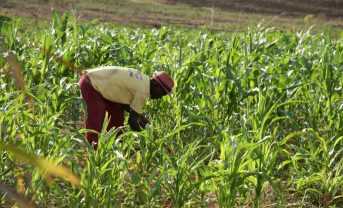 【国際】FAO、食糧不足で緊急要請。食料支援から根本解決に軸足シフト。持続可能な農業重視