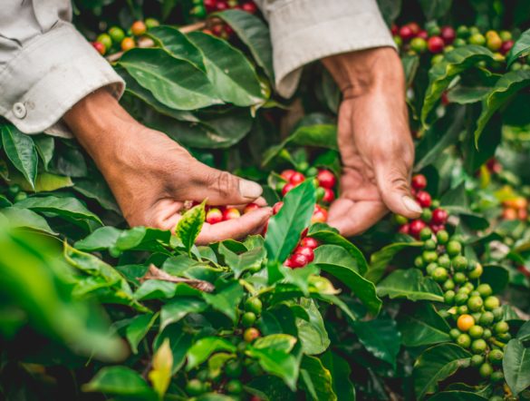 【コロンビア】サントリー、コーヒー栽培でリジェネラティブ農業実証。2026年開始