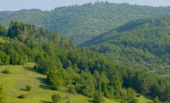 【EU】EU理事会と欧州議会、森林繁殖材料規則改正で政治的合意。気候変動適応や自然資本