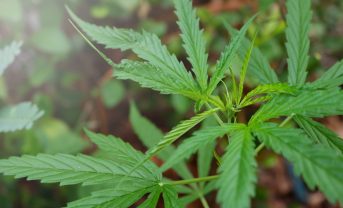 【アメリカ】トランプ大統領、大麻の医療用使用やCBDの規制緩和で大統領令