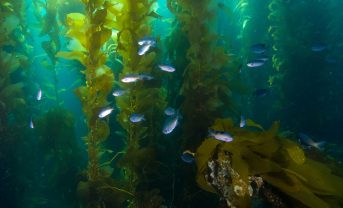 【日本】ENEOSと北海道、大規模ブルーカーボン創出で養殖試験開始。昆布等