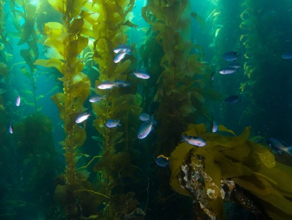 【日本】ENEOSと北海道、大規模ブルーカーボン創出で養殖試験開始。昆布等