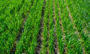 【国際】リジェネラティブ農業、2030年までに1.4兆円の投資計画達成。AARLがCOP30発表