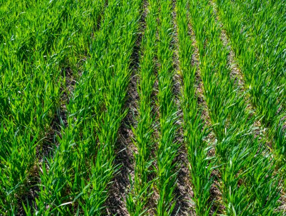 【国際】リジェネラティブ農業、2030年までに1.4兆円の投資計画達成。AARLがCOP30発表