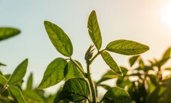 【国際】シンジェンタとプロヴィヴィ、ツマジロクサヨトウ対策でフェロモン製剤普及へ。総合的病害虫管理