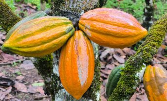 【国際】マース、カカオの大規模アグロファクトリー事業開始。稲作間断灌漑にも31億円