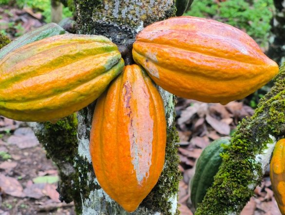 【国際】マース、カカオの大規模アグロファクトリー事業開始。稲作間断灌漑にも31億円