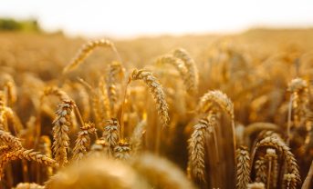 【国際】FAO世界食料価格指数、12月は穀物と砂糖が上昇。乳製品、肉類、植物油は下落