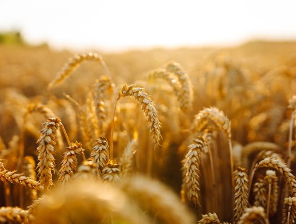 【国際】FAO世界食料価格指数、12月は穀物と砂糖が上昇。乳製品、肉類、植物油は下落