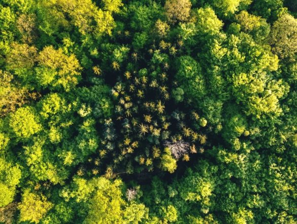 【国際】CDPヘルスチェック2026、15%の企業がAもしくはA-取得。日本と金融が牽引