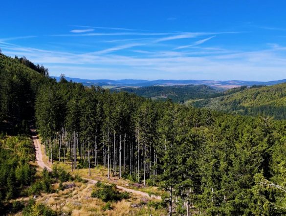 【アメリカ】FSC、米国基準第2版発行。7年越しの改訂。日本基準改訂は2026年から本格検討