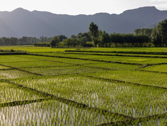 【パキスタン】ゴールドスタンダード、稲作間断灌漑で初のカーボンクレジット発行。NetZeroAg