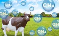 【日本】農水省、飼料添加物による牛の消化管メタン削減が新たにJ-クレジット対象