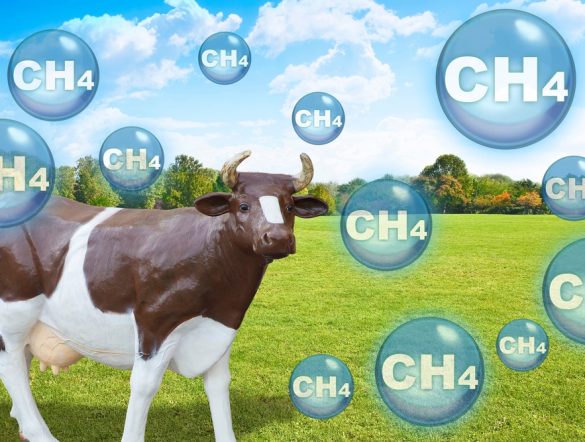 【日本】農水省、飼料添加物による牛の消化管メタン削減が新たにJ-クレジット対象