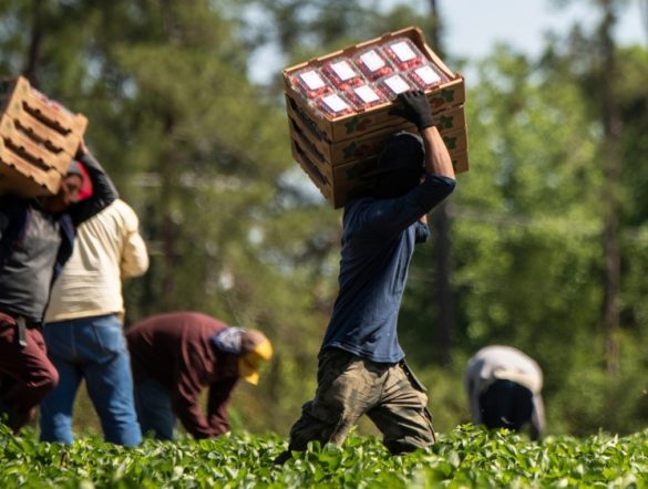 【国際】KnowTheChain、食品・小売45社強制労働ランキング2026。日本6社はスコア低い