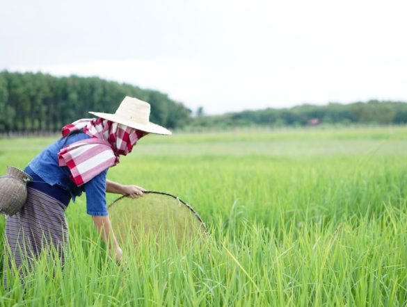 【国際】国連、農業・食料システムの抜本的変革要請。投資とイノベーション必要