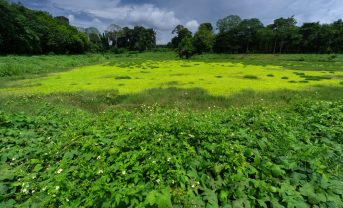 【国際】IPBES、「ビジネスと生物多様性評価報告書」発行。企業アクションに焦点
