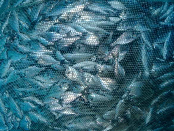 【国際】FAIRR、水産7社のトレーサビリティ評価。三菱とマルハニチロ進展。丸紅、ニッスイが後手