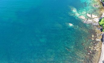 【日本】商船三井等3社、藻場再生を通じたブルーカーボンの活用可能性に関する実証プロジェクトを開始