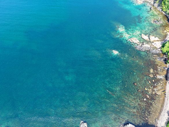 【日本】商船三井等3社、藻場再生を通じたブルーカーボンの活用可能性に関する実証プロジェクトを開始