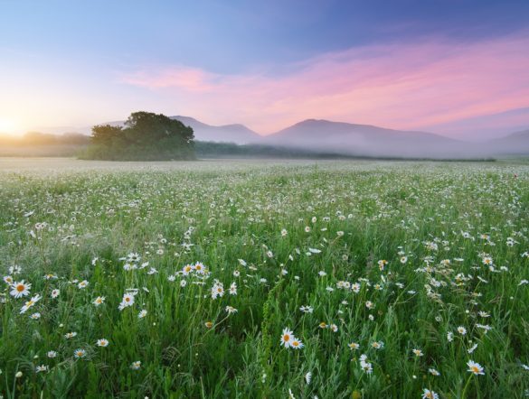 【国際】GRI、生物多様性・自然資本の先行4社好事例集発行。IPBES報告書に合わせ