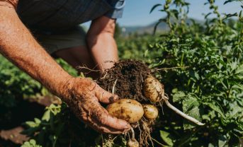 【イギリス】マッケイン･フーズ、リジェネラティブ農業実証農場開設。世界3拠点目