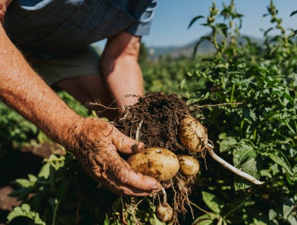 【イギリス】マッケイン･フーズ、リジェネラティブ農業実証農場開設。世界3拠点目