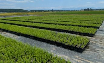 【日本】三井不動産と日本製紙、CO2吸収力の高い新品種クリーンラーチの植林で連携。建材活用