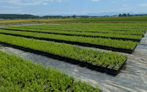 【日本】三井不動産と日本製紙、CO2吸収力の高い新品種クリーンラーチの植林で連携。建材活用