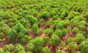 【ベトナム】味の素、キャッサバ再生農業で経産省実証事業に採択。収量増とGHG削減