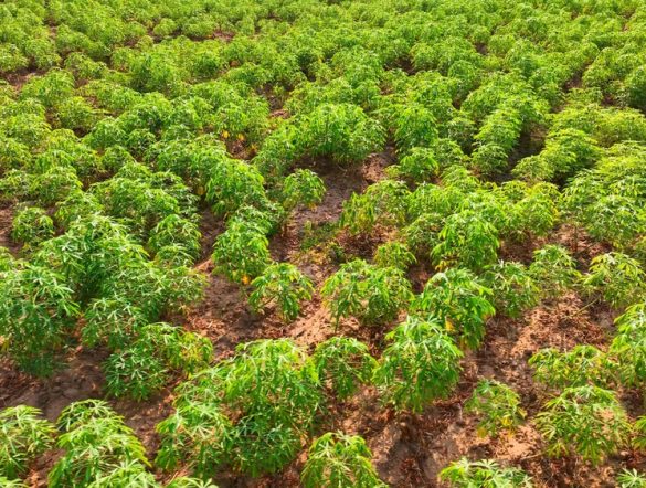 【ベトナム】味の素、キャッサバ再生農業で経産省実証事業に採択。収量増とGHG削減