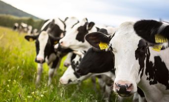 【米国】ホールフーズら4社、乳業サプライチェーンGHG削減で協働。カーボンインセット