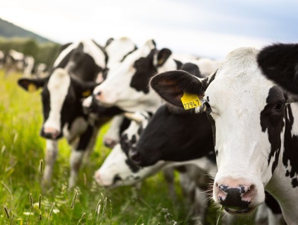 【アメリカ】ホールフーズら4社、乳業サプライチェーンGHG削減で協働。カーボンインセット