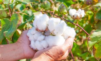 【インド】M&SとPilio、持続可能な綿花栽培プログラム「ACE Cotton」発足。再エネ・BCI