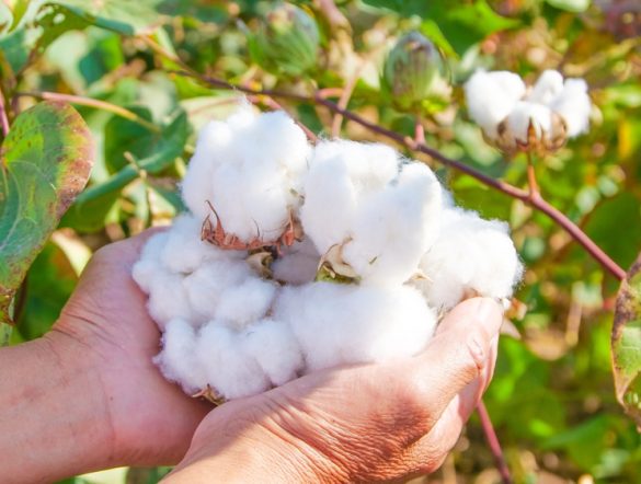 【インド】M&SとPilio、持続可能な綿花栽培プログラム「ACE Cotton」発足。再エネ・BCI
