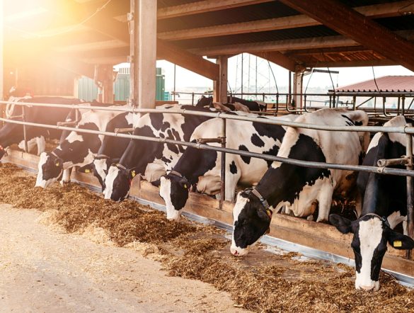 【日本】農水省、牛乳・牛肉の「みえるらべる」販売実証開始。タカナシ乳業等が参画