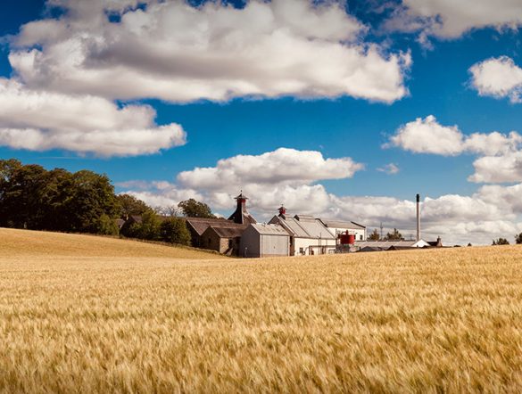 【国際】ディアジオ、気候移行計画公表。水を戦略リスクと位置づけ、流域対応を強化