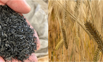 【日本】キリンHD、ビール大麦試験圃場へのバイオ炭施用で収量向上。リジェネラティブ農業