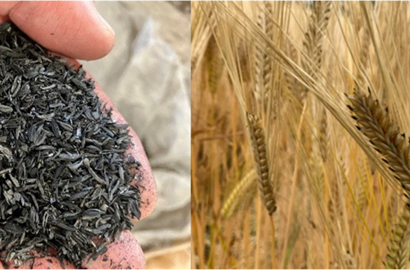 【日本】キリンHD、ビール大麦試験圃場へのバイオ炭施用で収量向上。リジェネラティブ農業