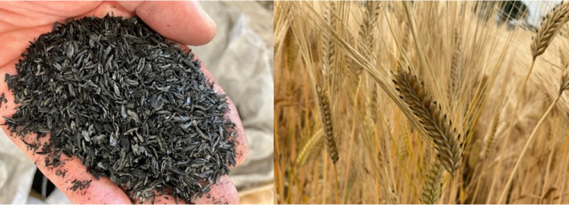 【日本】キリンHD、ビール大麦試験圃場へのバイオ炭施用で収量向上。リジェネラティブ農業 2