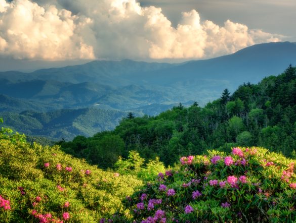 【国際】TNFD、中小企業向け分析ツールで12社をファイナリストに選定。賞金総額10万ドル