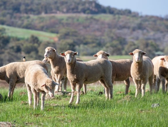 【オーストラリア】リジェネラティブ農業で羊農場の生産性・排出削減に改善余地。収益性両立は条件次第