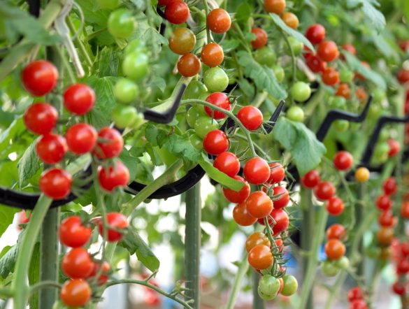 【日本】農水省、2025年の気候変動影響速報公表。水稲、果樹・野菜、畜産等で広範な影響