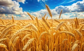 【アメリカ】FoE、遺伝子組換え小麦HB4に警鐘。除草剤使用増と健康・環境・経済リスク指摘