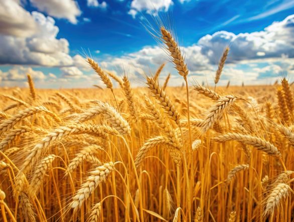 【アメリカ】FoE、遺伝子組換え小麦HB4に警鐘。除草剤使用増と健康・環境・経済リスク指摘
