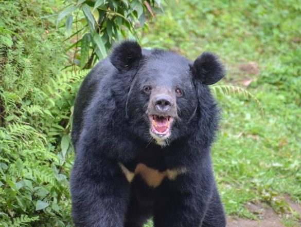 【日本】環境省、クマ被害対処とはこなわ捕獲でレポート公表。対策パッケージの一環