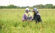 【国際】世界のコメ農家、事業継続に難色。インド7割、パキスタン6割超。マース調査
