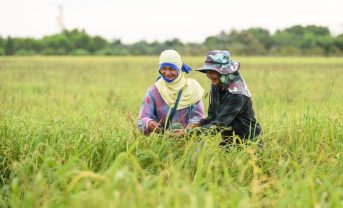 【国際】世界のコメ農家、事業継続に難色。インド7割、パキスタン6割超。マース調査